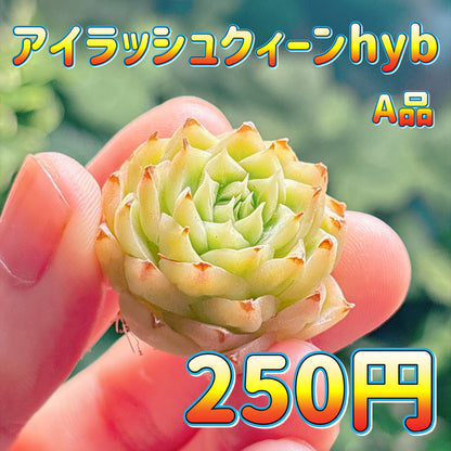 アイラッシュクィーンhyb　A品　カット苗