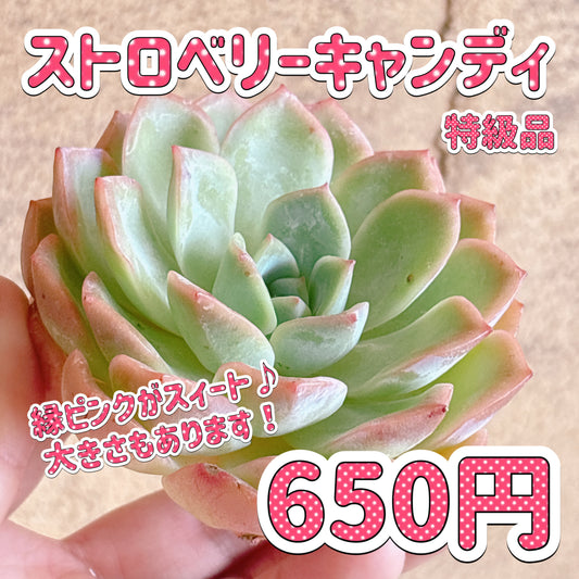 ストロベリーキャンディ　特級品　カット苗