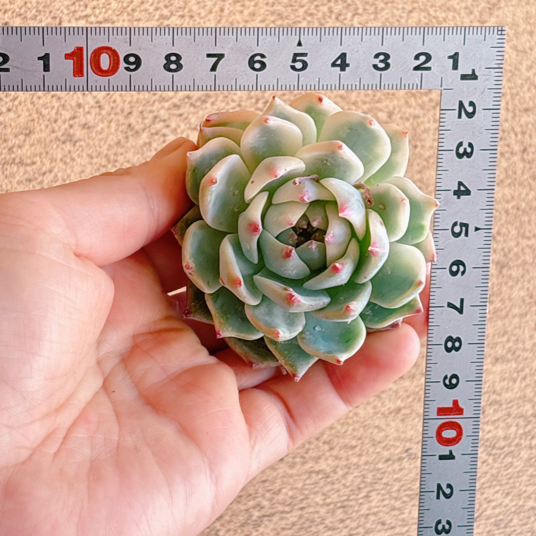 チワワエンシス錦 A品 カット苗 – Bull Succulent