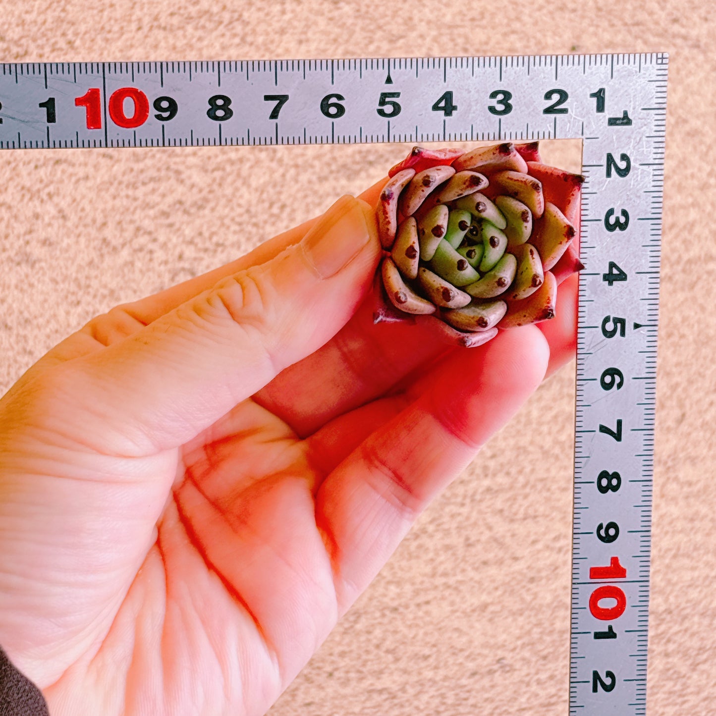 ハロウィン　A品　カット苗