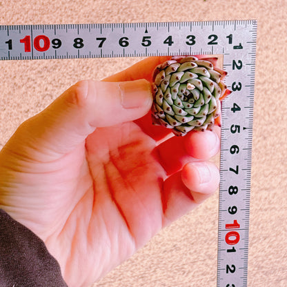 オリジナルザラゴーサ　A品　カット苗