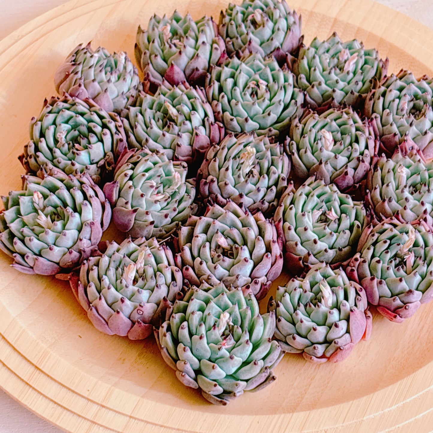 オリジナルザラゴーサ　A品　カット苗