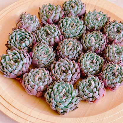 オリジナルザラゴーサ　A品　カット苗