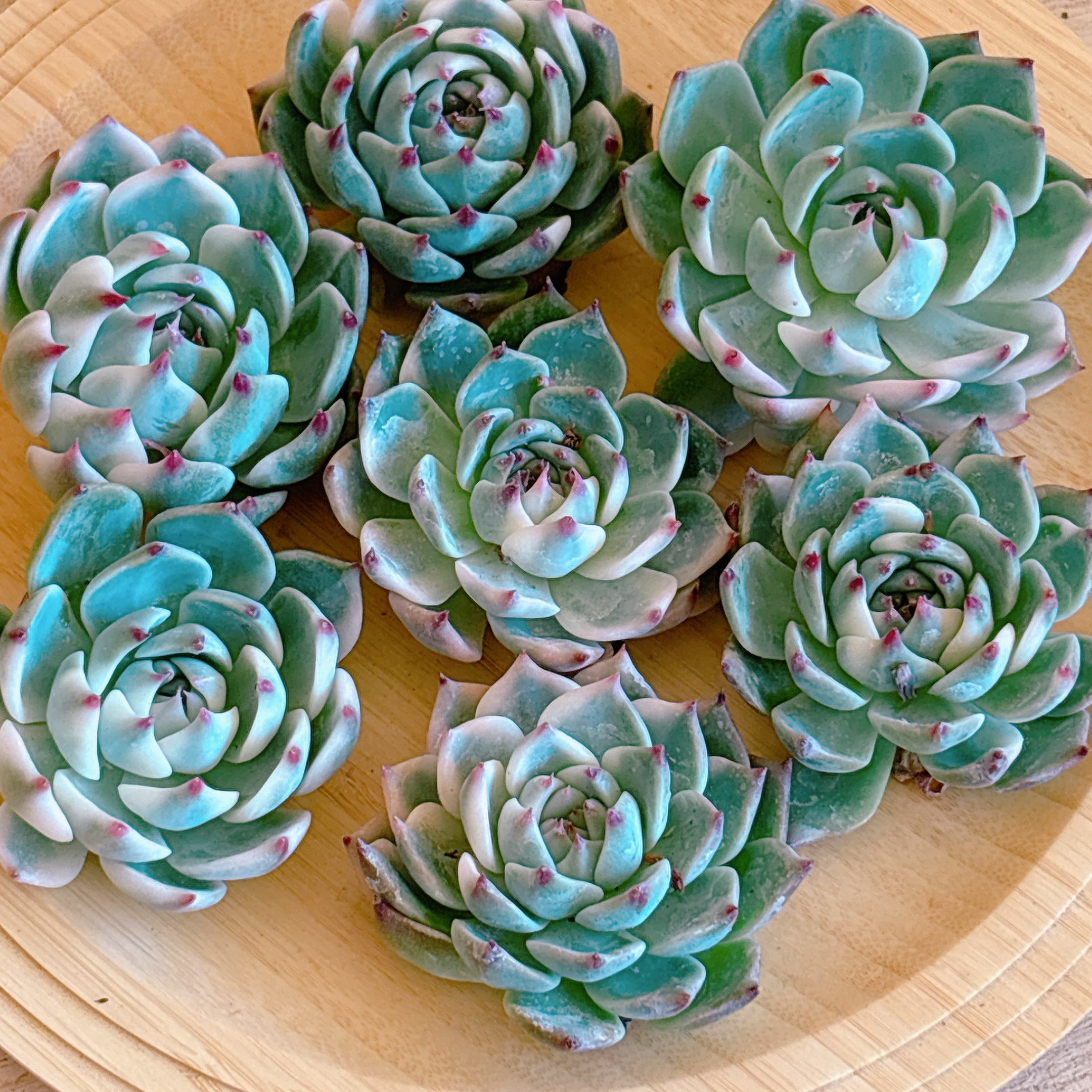 ◇78【現品　カット】チワワエンシス錦　多肉　斑入り チワワエンシス錦 A品 カット苗 – Bull Succulent