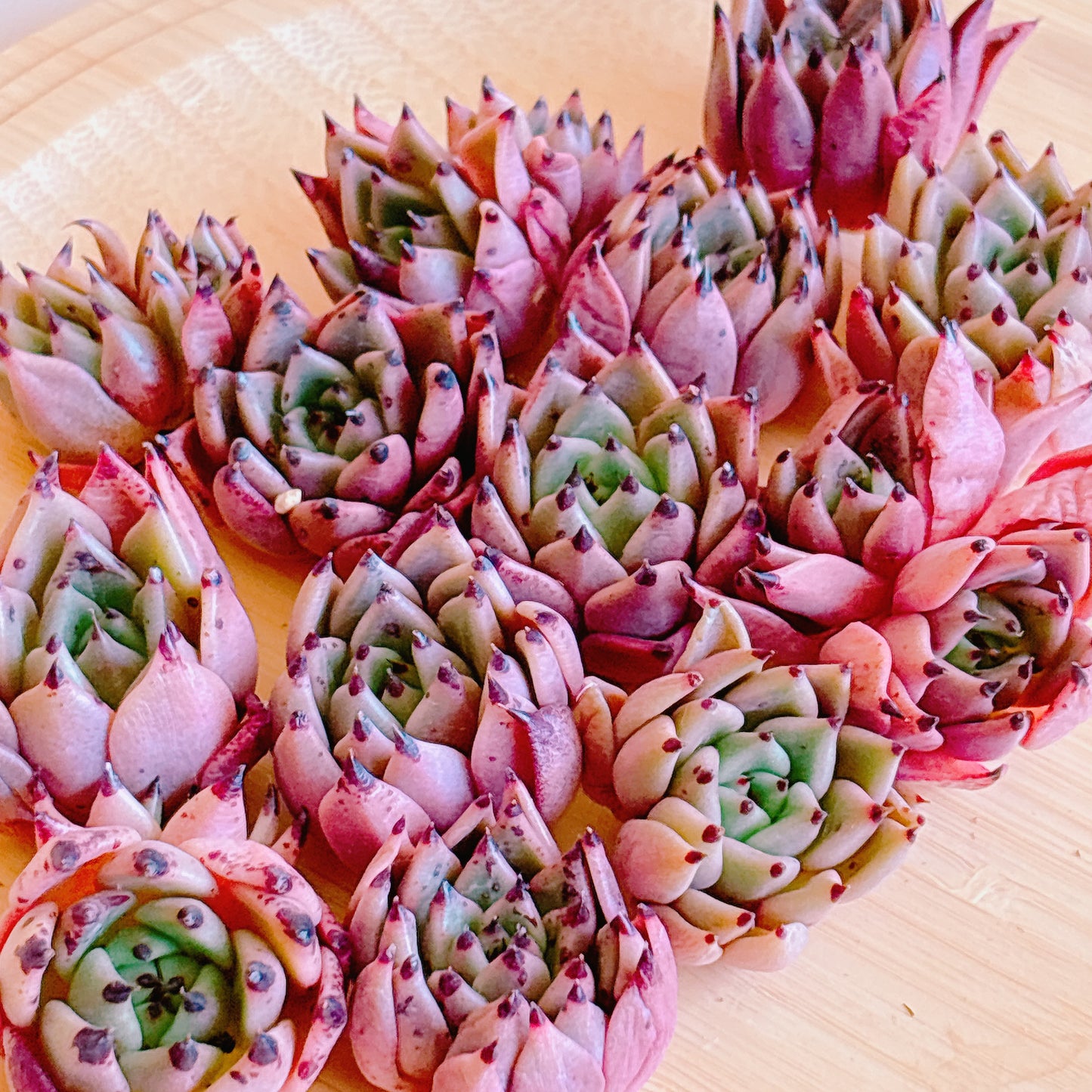 ハロウィン　A品　カット苗