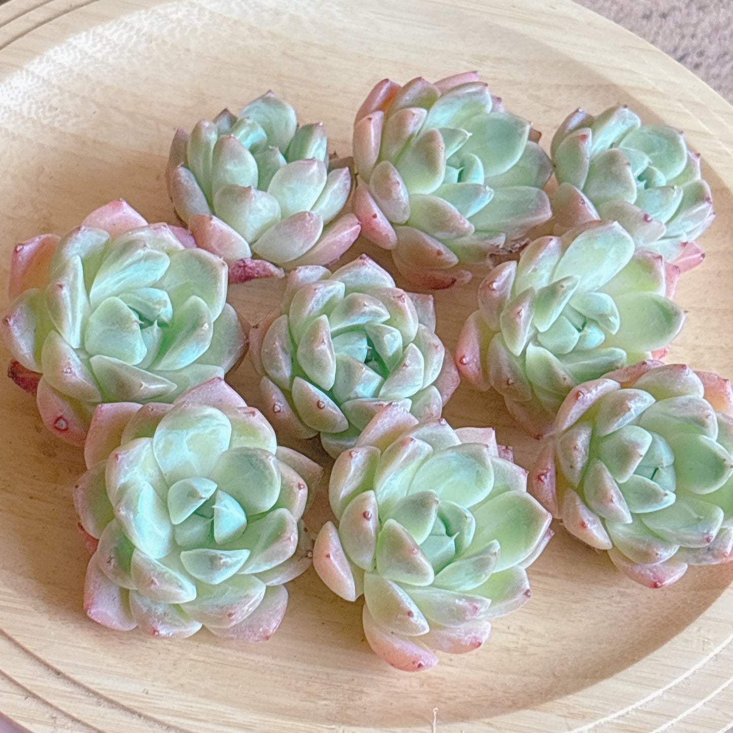 佳人　A品　カット苗