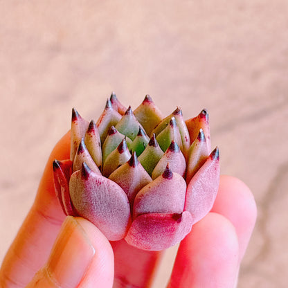 ハロウィン　A品　カット苗