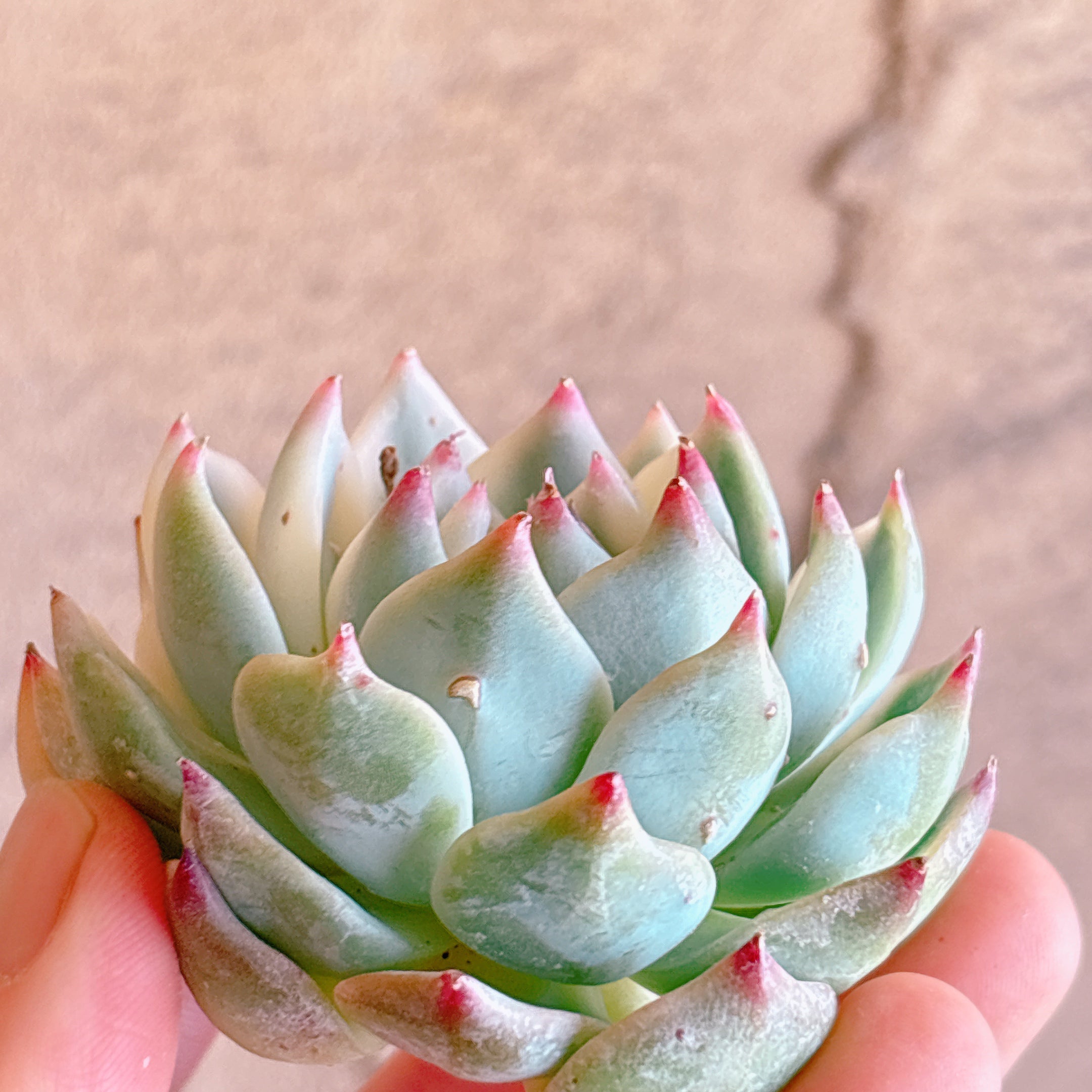 チワワエンシス錦 A品 カット苗 – Bull Succulent
