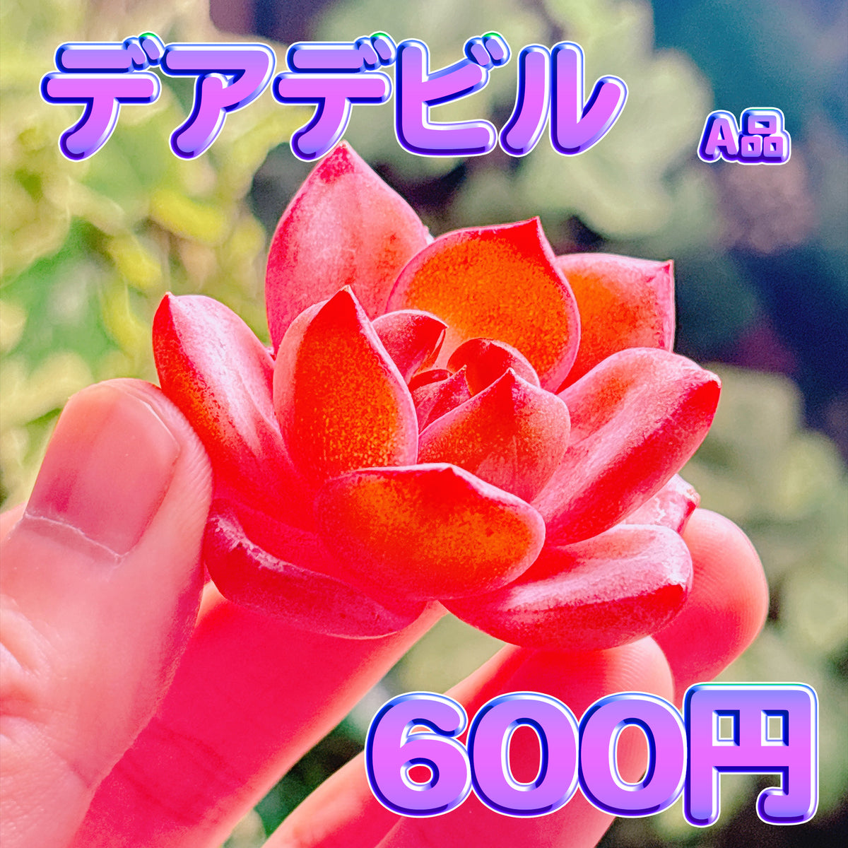 デアデビル　A品　カット苗