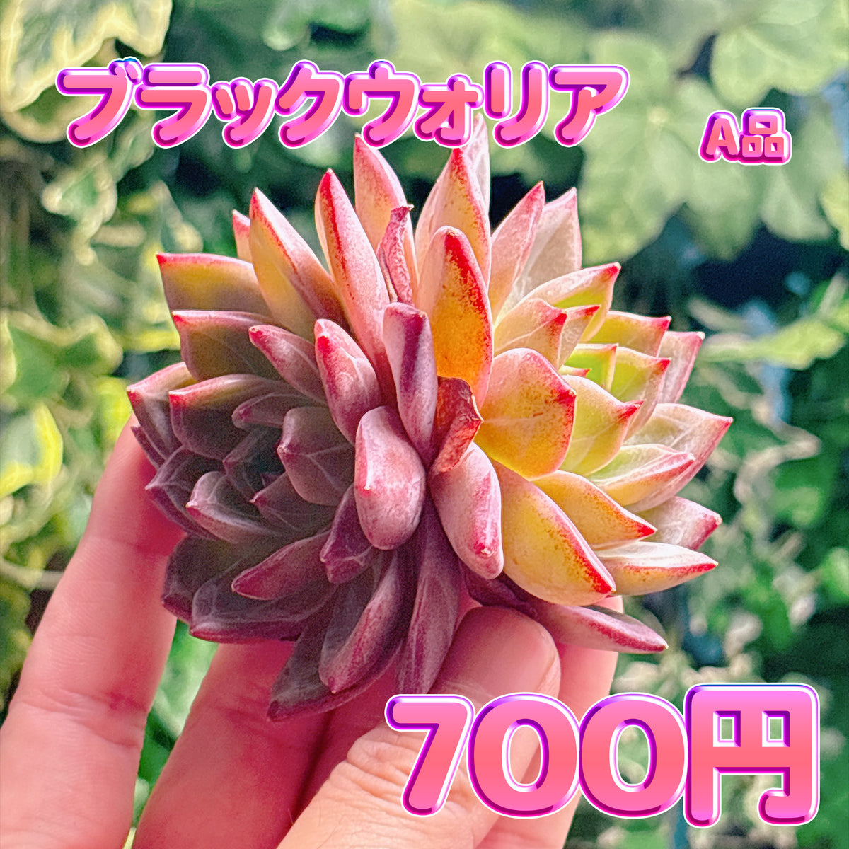 ブラックウォリア　A品　カット苗