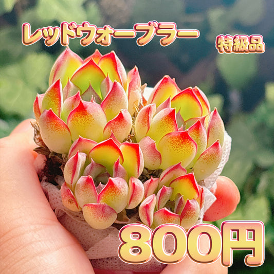 レッドウォーブラー　特級品　根付き苗