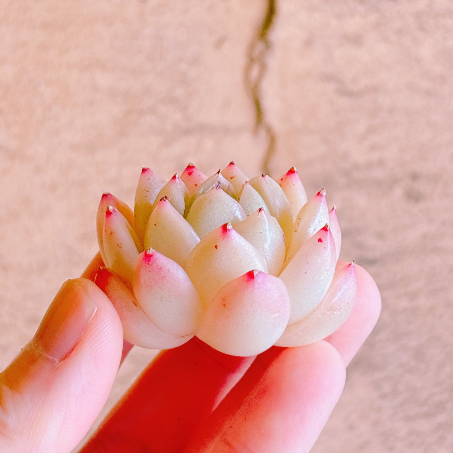 マルガン　A品　カット苗