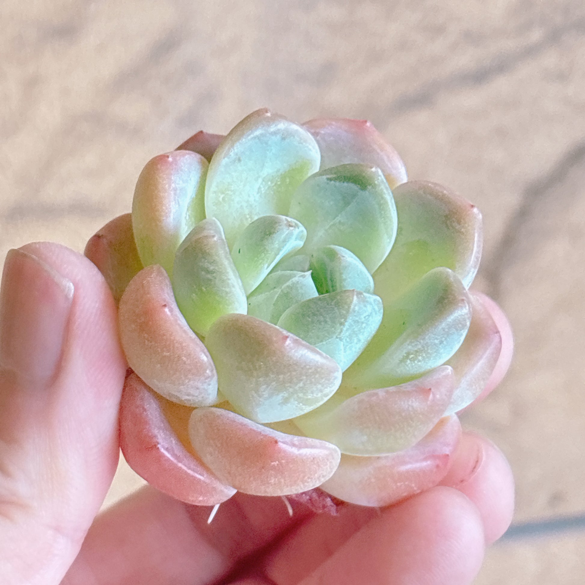多肉植物
