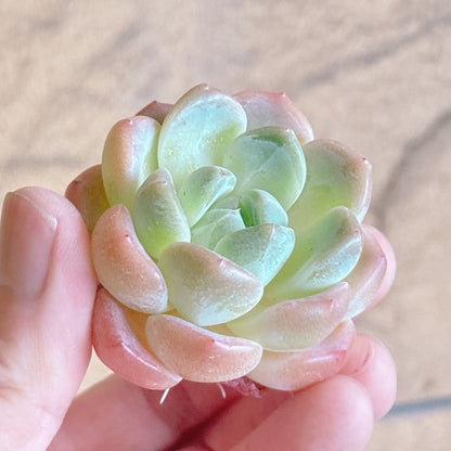 多肉植物