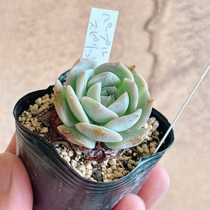 多肉植物