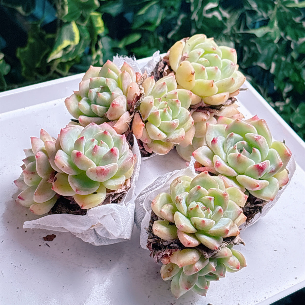 多肉植物