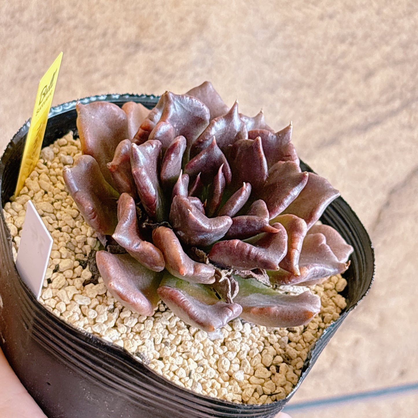 多肉植物