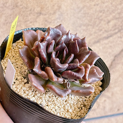 多肉植物