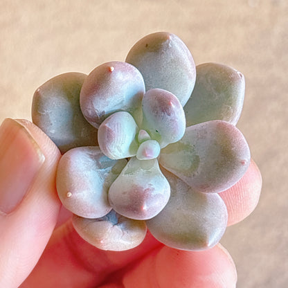 多肉植物