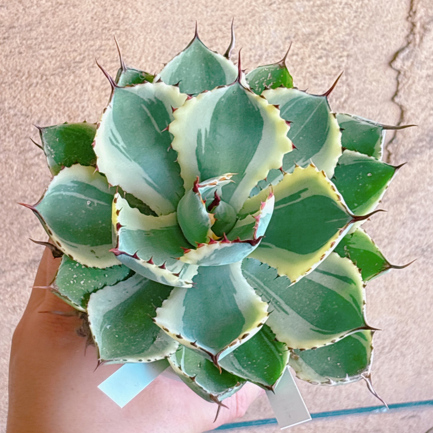 多肉植物