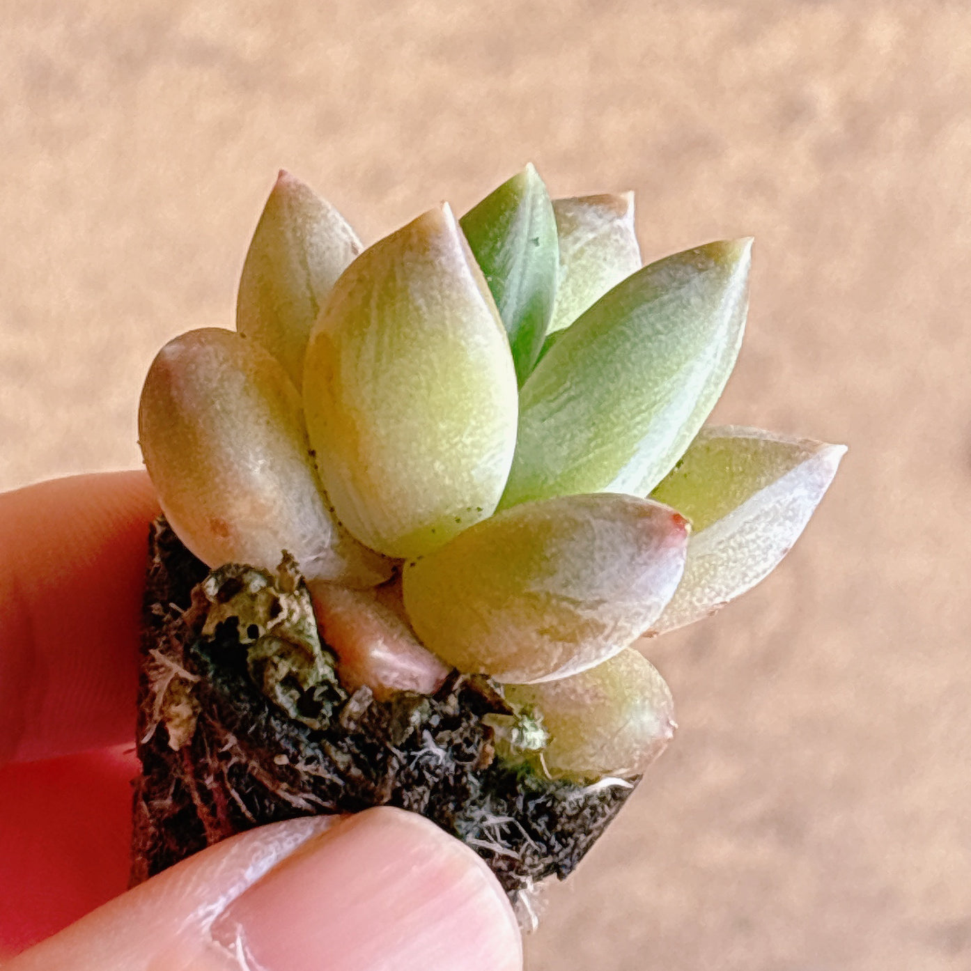 多肉植物の販売・通販サイト | Bull Succulent(ブルサキュレント)