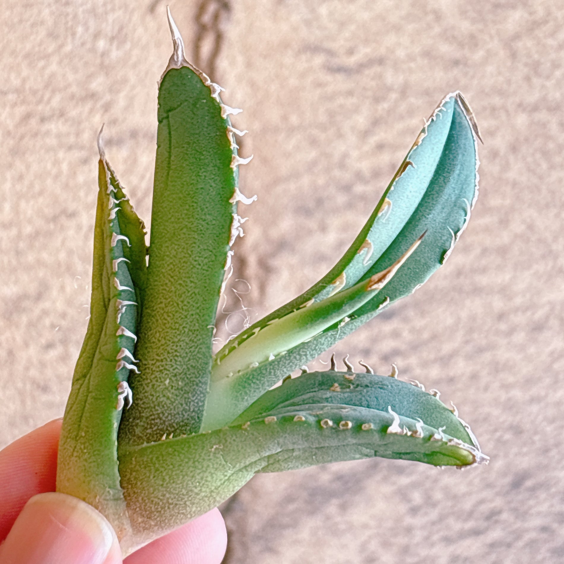 多肉植物