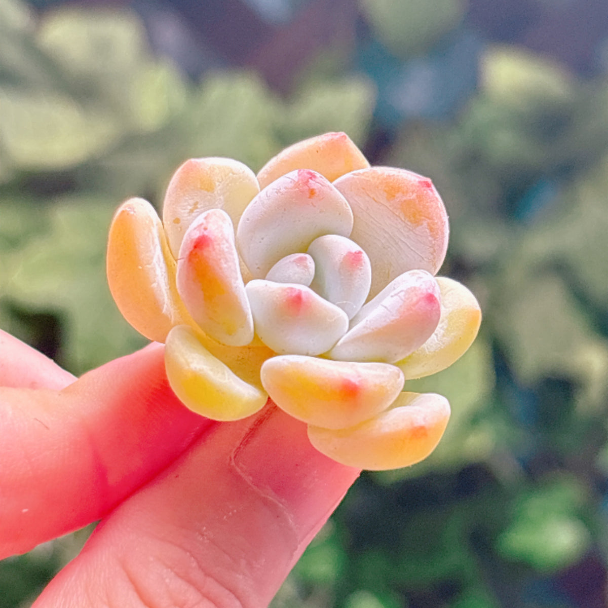 多肉植物