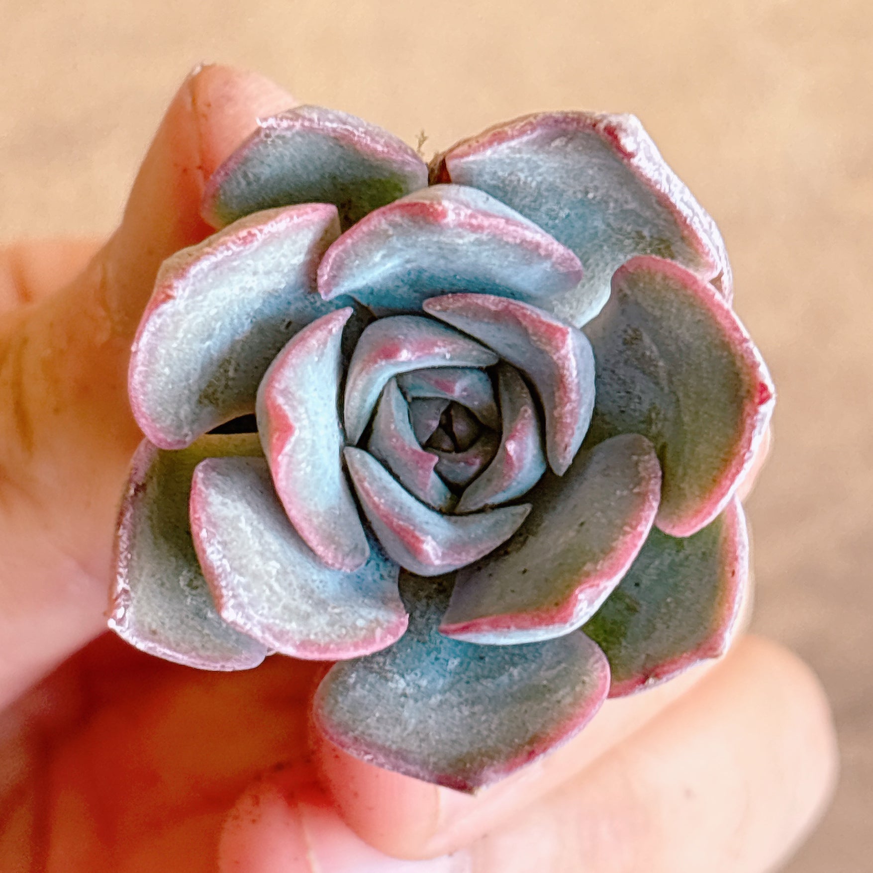 多肉植物の販売・通販サイト | Bull Succulent(ブルサキュレント)