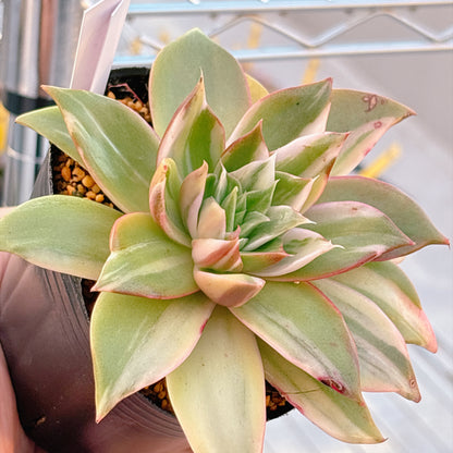 多肉植物