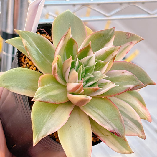 多肉植物
