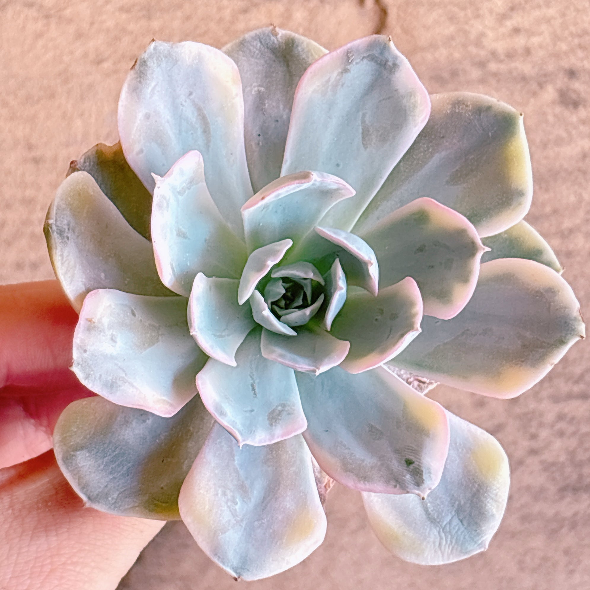ルンヨニー錦 A品 カット苗 – Bull Succulent