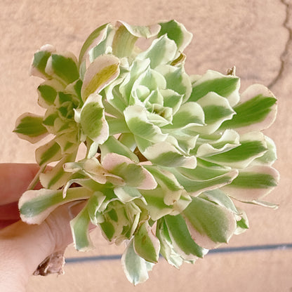 多肉植物