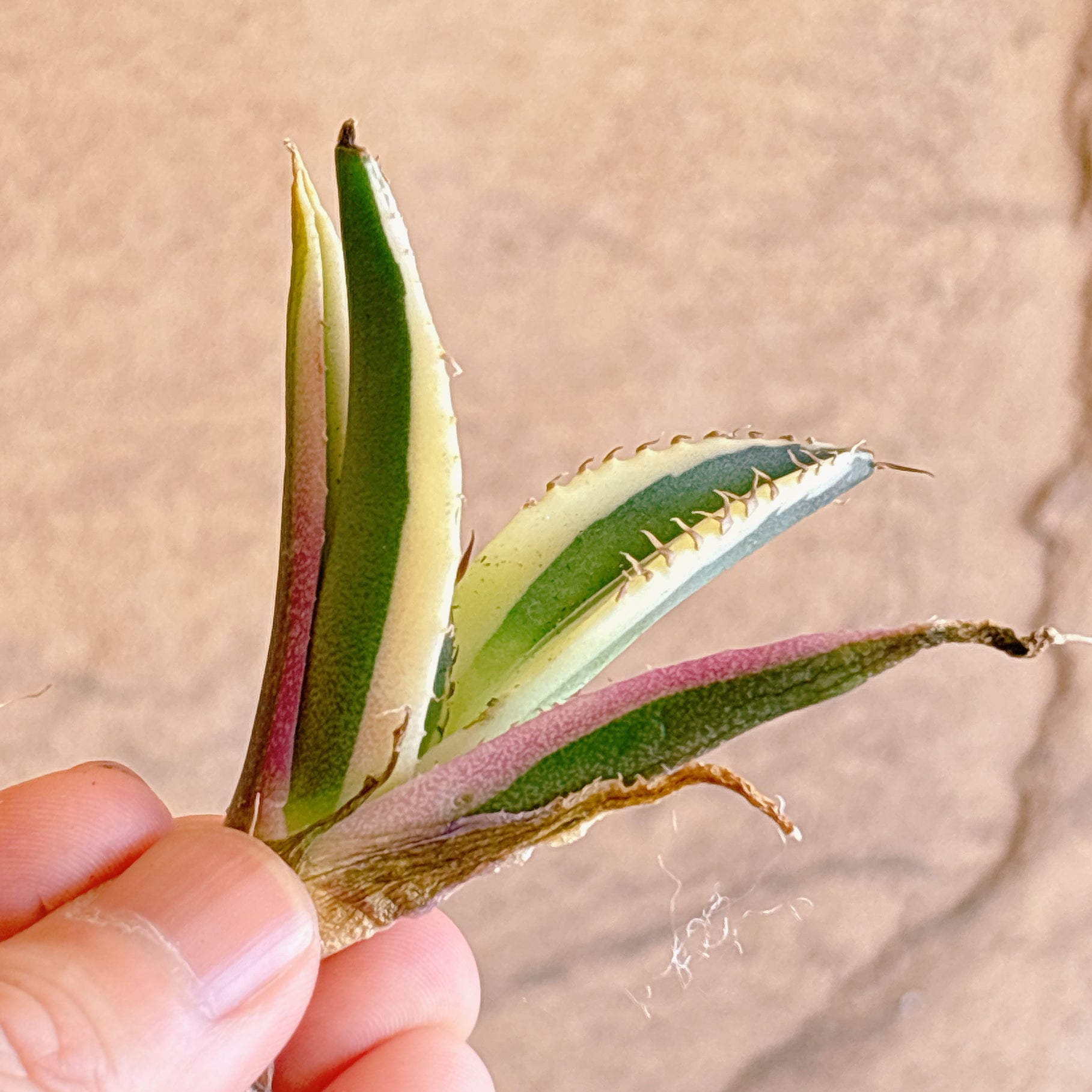 多肉植物