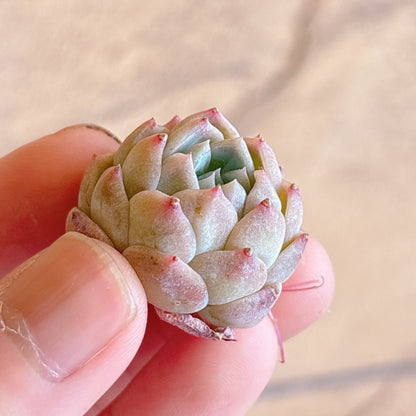 多肉植物