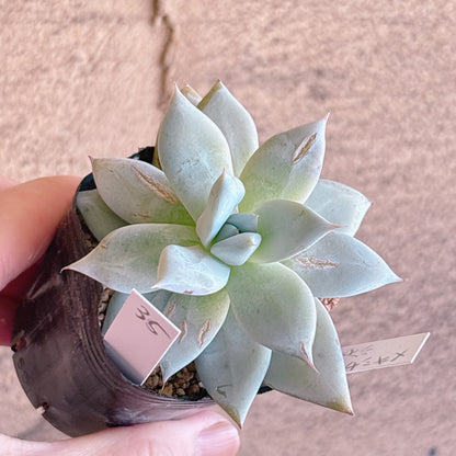 多肉植物