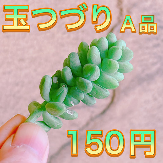 玉つづり　A品　カット苗