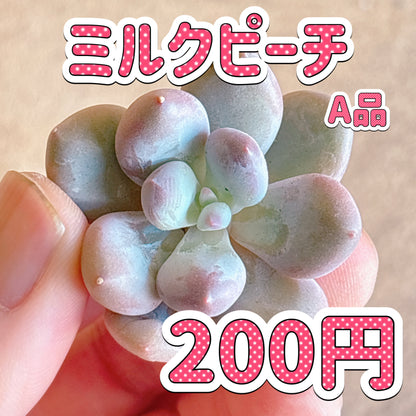 ミルクピーチ　A品　カット苗
