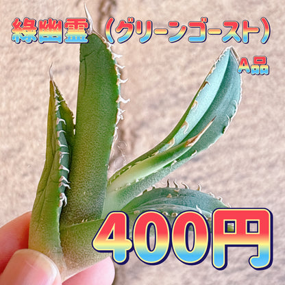綠幽霊　A品　カット苗