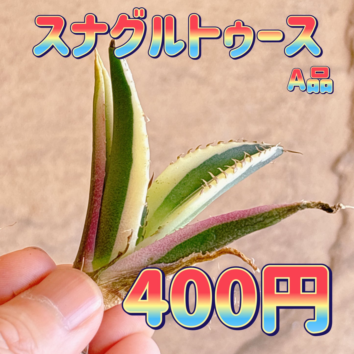 スナグルトゥース　A品　カット苗