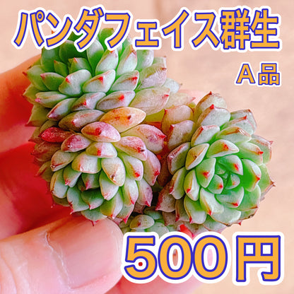パンダフェイス群生　A品　カット苗