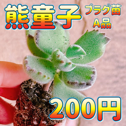熊童子　A品　プラグ苗