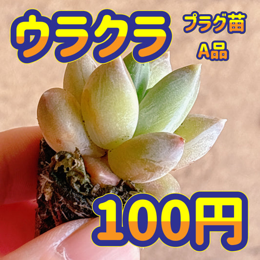 ウラクラ　A品　プラグ苗