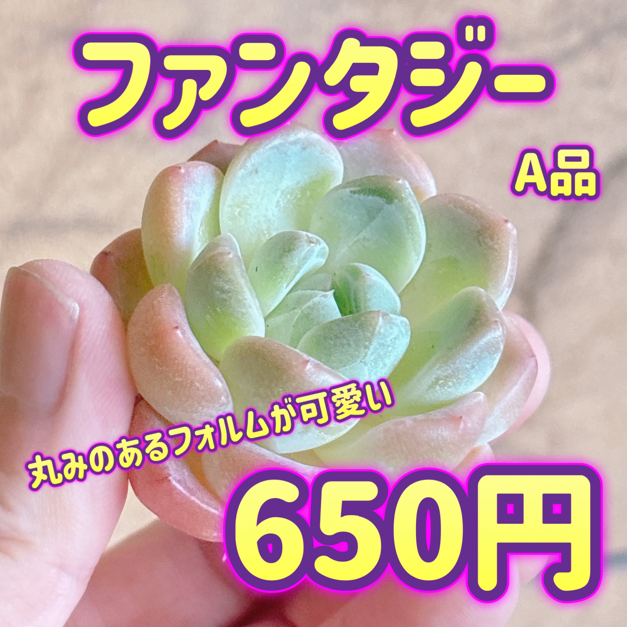 多肉植物の販売・通販サイト | Bull Succulent(ブルサキュレント)