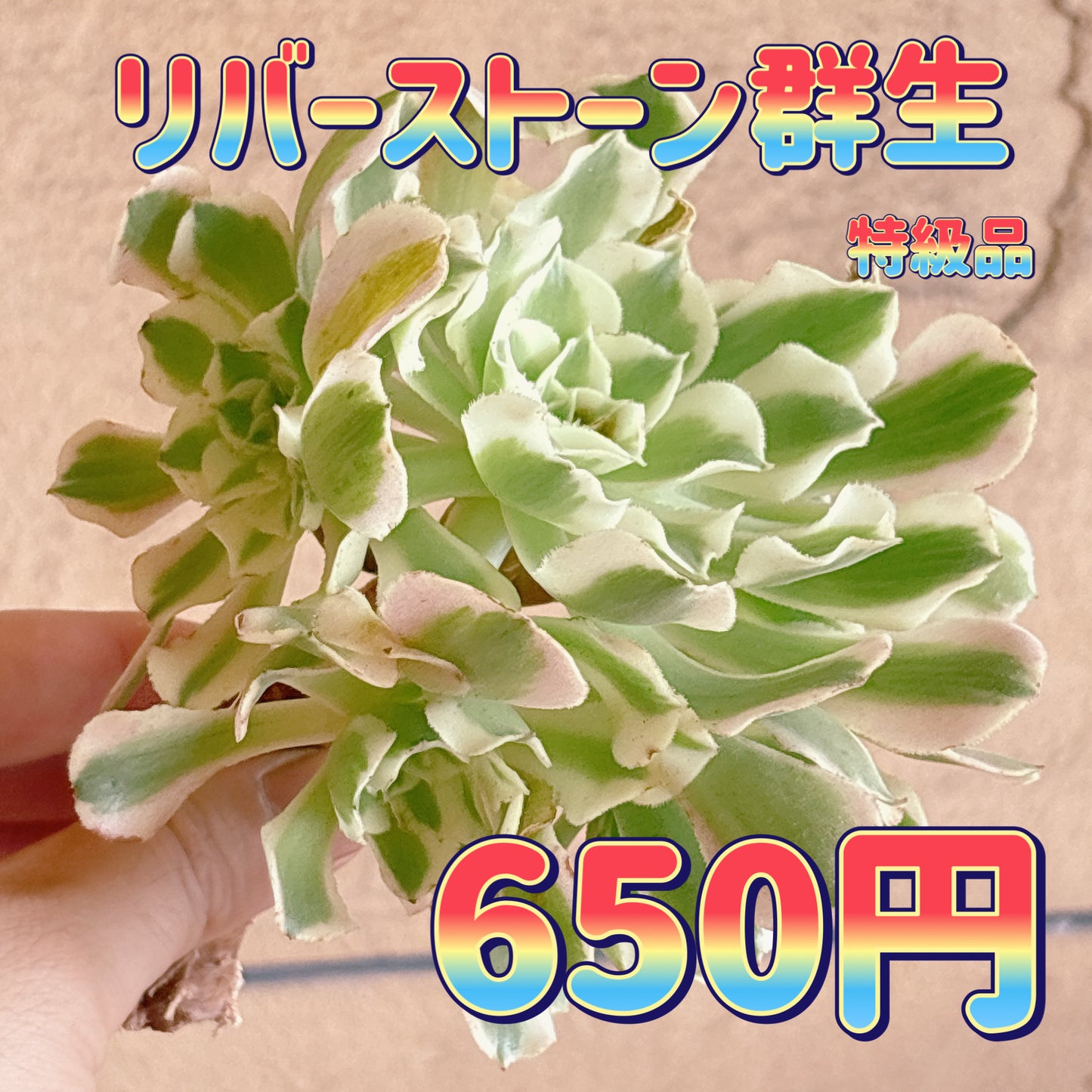 リバーストーン群生　特級品　カット苗