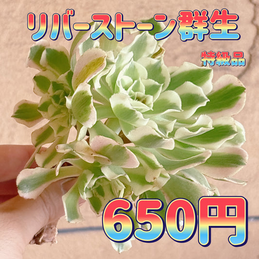 リバーストーン群生　特級品　カット苗