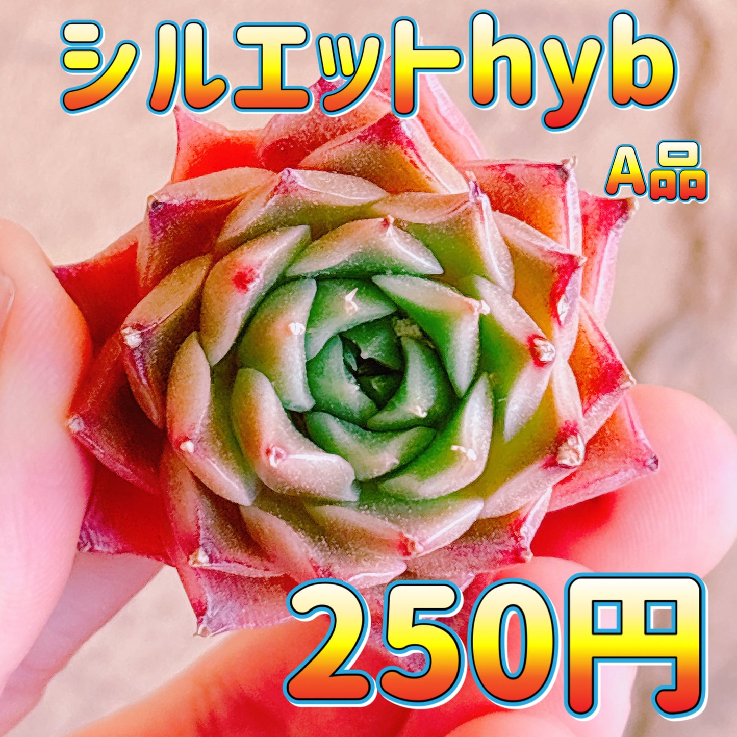 シルエットhyb　A品　カット苗