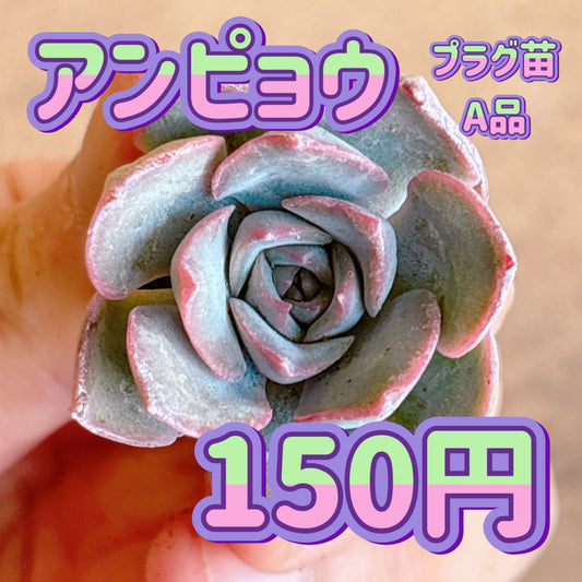 アンピョウ　A品　プラグ苗