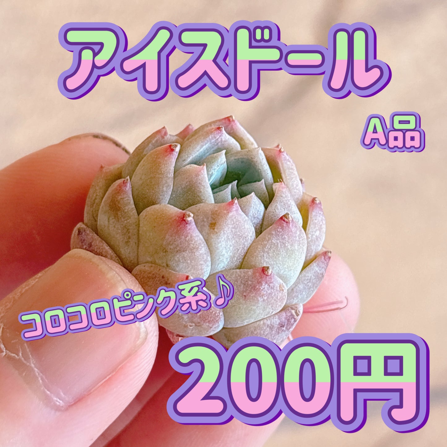 アイスドール　A品　カット苗