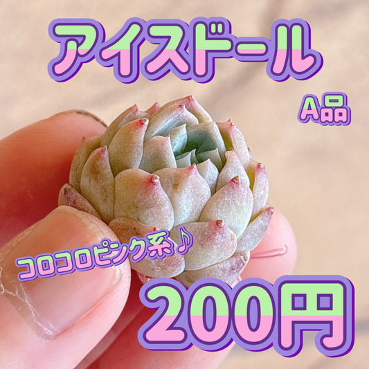 アイスドール　A品　カット苗