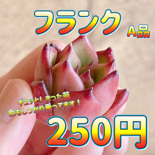 フランク　A品　カット苗
